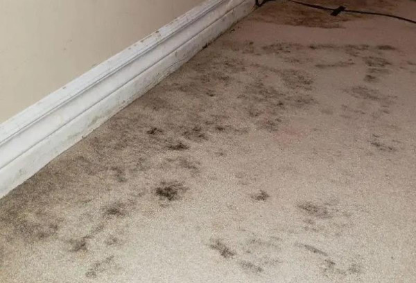 How To Get Rid Of Mold In Carpet? Everything You Should Know